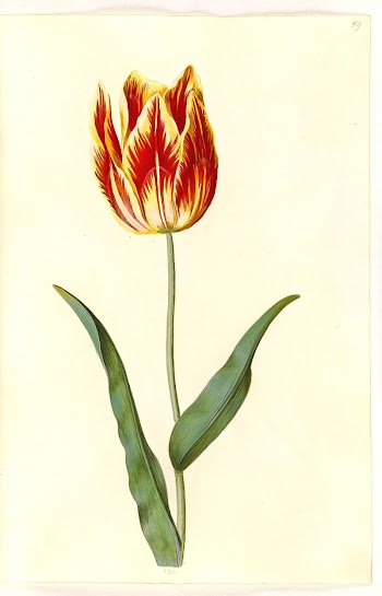 Tulipa gesneriana (garden tulip) by Maria | Free Photo - rawpixel