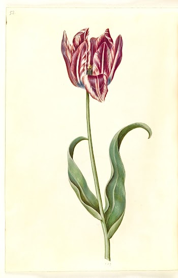 Tulipa gesneriana (garden tulip) by Maria | Free Photo - rawpixel