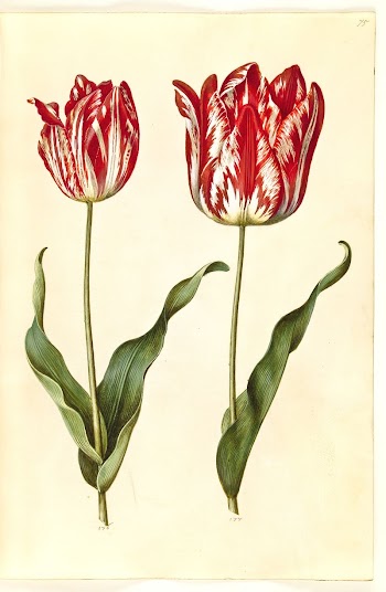 Tulipa gesneriana (garden tulip) by Maria | Free Photo - rawpixel