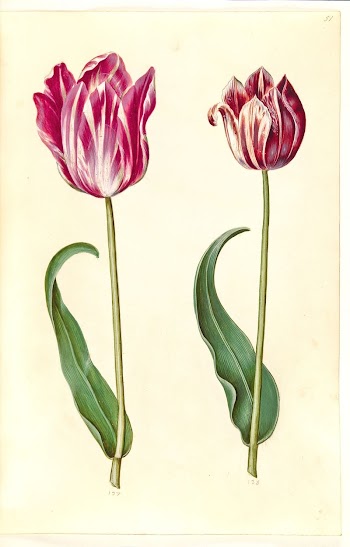 Tulipa gesneriana (garden tulip) by Maria | Free Photo - rawpixel