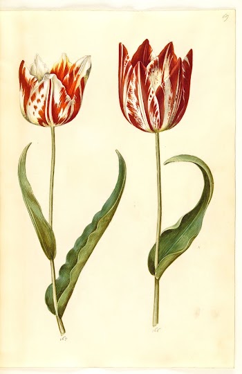 Tulipa gesneriana (garden tulip) by Maria | Free Photo - rawpixel