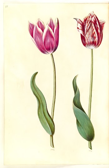 Tulipa gesneriana (garden tulip) by Maria | Free Photo - rawpixel