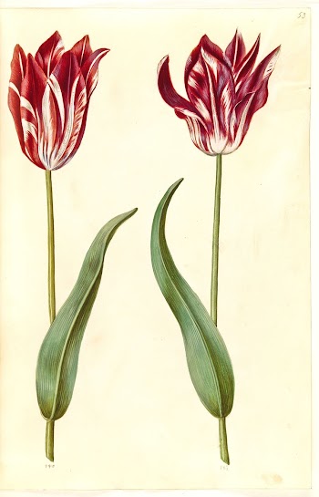 Tulipa gesneriana (garden tulip) by Maria | Free Photo - rawpixel