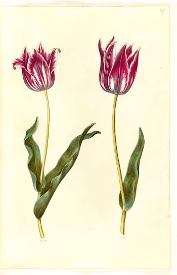Tulipa gesneriana (garden tulip) by Maria | Free Photo - rawpixel