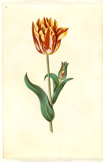 Tulipa gesneriana (garden tulip) by Maria | Free Photo - rawpixel