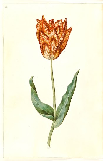 Tulipa gesneriana (garden tulip) by Maria | Free Photo - rawpixel