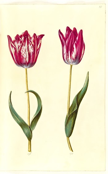 Tulipa gesneriana (garden tulip) by Maria | Free Photo - rawpixel