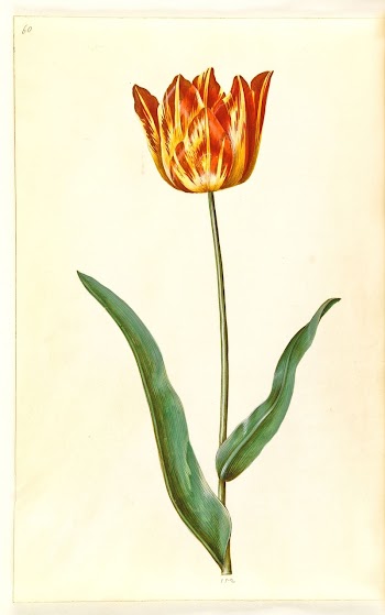 Tulipa gesneriana (garden tulip) by Maria | Free Photo - rawpixel