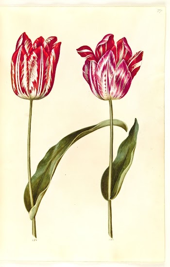 Tulipa gesneriana (garden tulip) by Maria | Free Photo - rawpixel