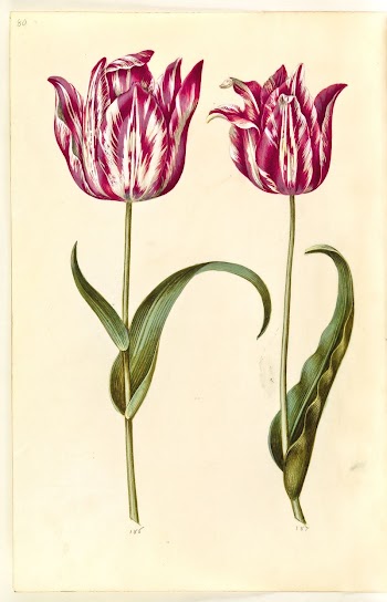 Tulipa gesneriana (garden tulip) by Maria | Free Photo - rawpixel
