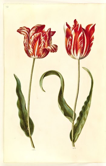 Tulipa gesneriana (garden tulip) by Maria | Free Photo - rawpixel