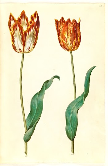 Tulipa gesneriana (garden tulip) by Maria | Free Photo - rawpixel