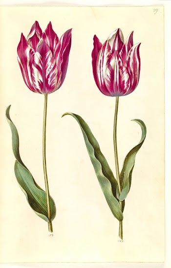 Tulipa gesneriana (garden tulip) by Maria | Free Photo - rawpixel