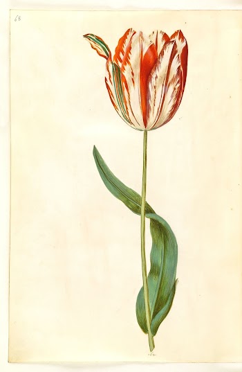Tulipa gesneriana (garden tulip) by Maria | Free Photo - rawpixel