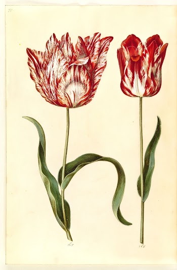 Tulipa gesneriana (garden tulip) by Maria | Free Photo - rawpixel