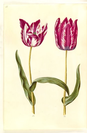 Tulipa gesneriana (garden tulip) by Maria | Free Photo - rawpixel