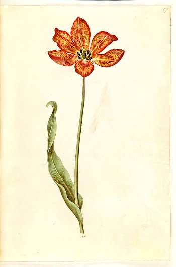 Tulipa gesneriana (garden tulip) by Maria | Free Photo - rawpixel