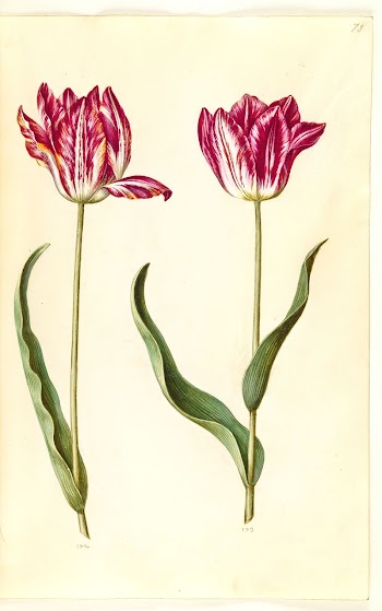 Tulipa gesneriana (garden tulip) by Maria | Free Photo - rawpixel