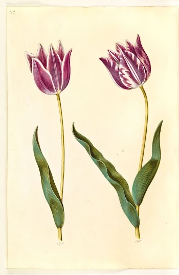 Tulipa gesneriana (garden tulip) by Maria | Free Photo - rawpixel