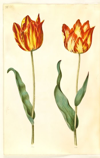 Tulipa gesneriana (garden tulip) by Maria | Free Photo - rawpixel
