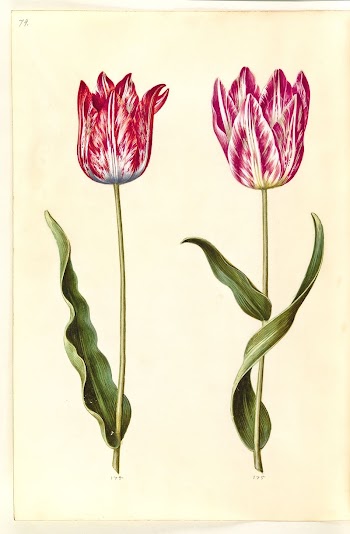 Tulipa gesneriana (garden tulip) by Maria | Free Photo - rawpixel