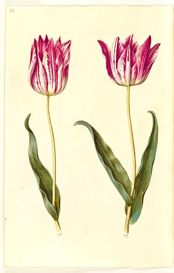 Tulipa gesneriana (garden tulip) by Maria | Free Photo - rawpixel