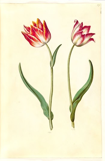 Tulipa gesneriana (garden tulip) by Maria | Free Photo - rawpixel