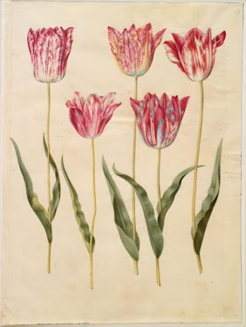 Tulipa gesneriana (garden tulip) by Maria | Free Photo - rawpixel