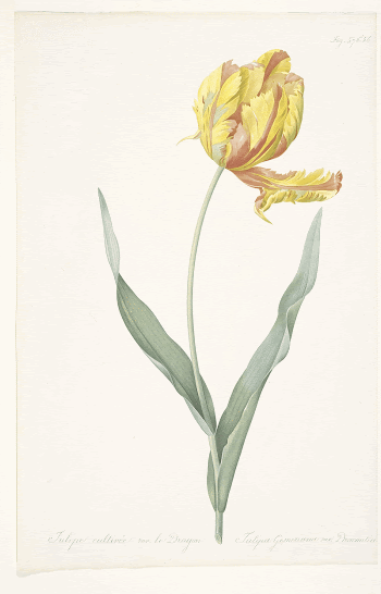 Tulipa gesneriana var. dracontia (Parrot | Free Photo - rawpixel