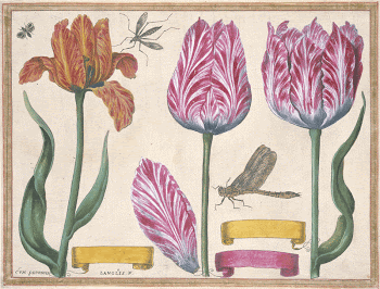 Tulips and Iris, from Livre | Free Photo - rawpixel