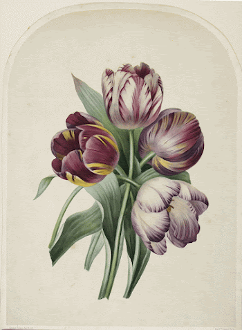 Tulips (ca. 1815&ndash;1854) painting in high | Free Photo - rawpixel