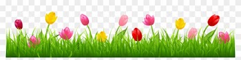 Tulips Clipart Border