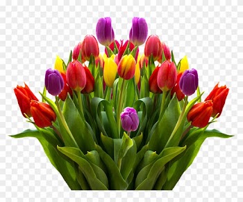 Tulips, Flowers, Spring, Isolated, Colorful, Nature - Big Boquit Of Beautiful Tulip