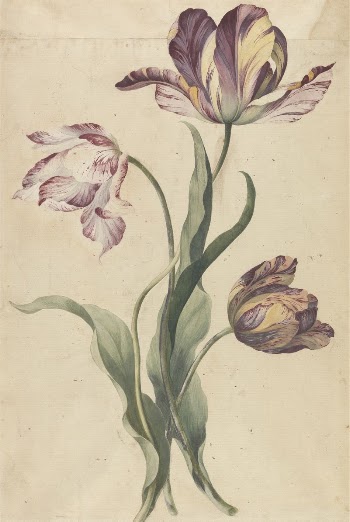 Tulips | Free Photo - rawpixel