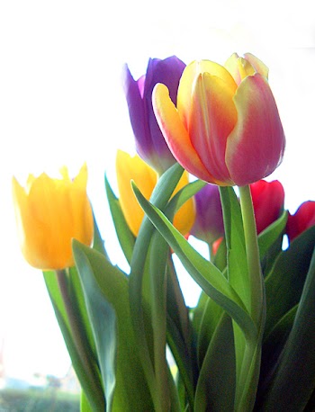 tulips_in_window_2_wc.jpg