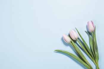 Tulips On Brights Blue