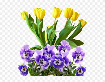 Tulips, Pansy, Png, Isolated, Flowers, Spring - Natural Rose Gold Purple Flowers .png