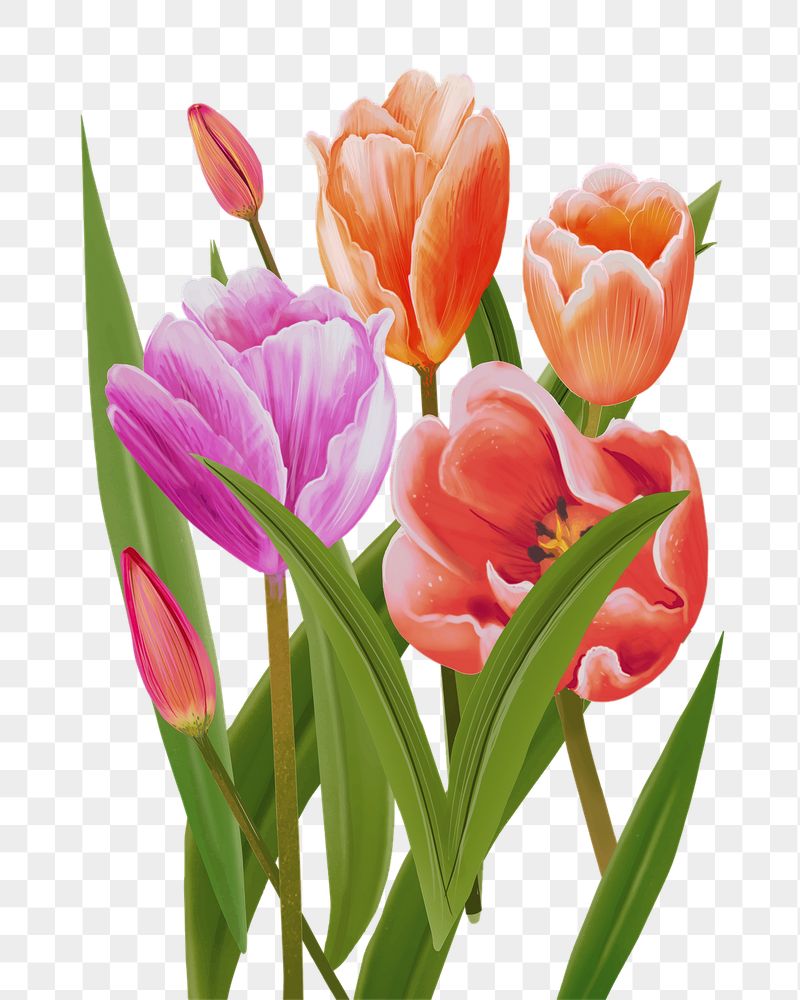 Tulips png flower sticker illustration, | Free PNG - rawpixel