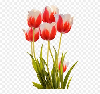 Tulips, Red, Spring, Flower, Blossom, Bloom, Nature - Spring Flowers Png