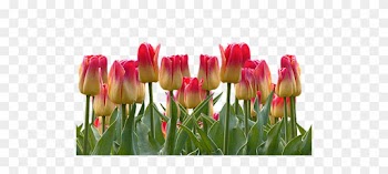 Tulips, Spring, Easter, Nature, Flowers, Blossom, Bloom - Cafepress ! Samsung Galaxy S8 Case