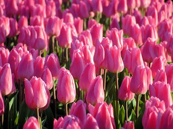 Tulips1.jpg