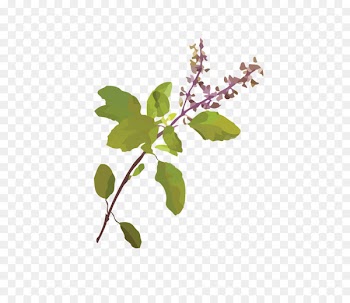 Tulsi Indian Restaurant | Indian Takeaway Indian cuisine Belfast Holy Basil - tulsi illustration 
