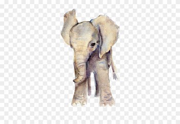 Tumblr Mp463ydipu1rgpyeqo1 500 500×625 Pixels - Baby Elephant Watercolor