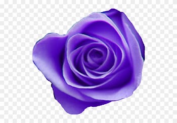 Tumblr Purple Aesthetic Purpleaesthetic Purpleflowermix - Purple Roses