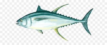 Tuna fish sandwich Bigeye tuna Yellowfin tuna Albacore - fish 