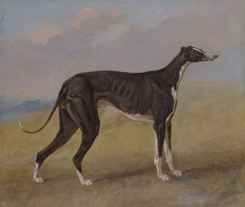 Turk, a greyhound, the property | Free Photo - rawpixel