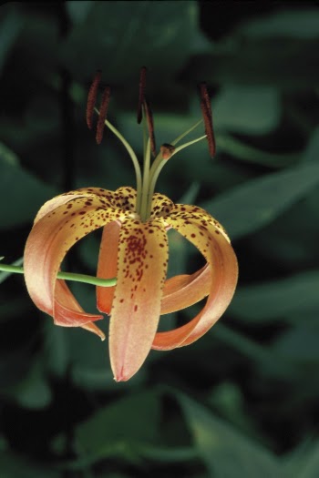 Turk's cap lily background. Free | Free Photo - rawpixel