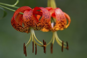 Turk's cap lily background. Free | Free Photo - rawpixel