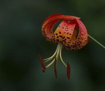 Turk's cap lily. Free public | Free Photo - rawpixel