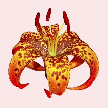 Turk's-cap lily, orange flower clipart | Free Photo - rawpixel